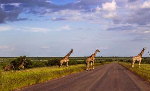 kenya paysage