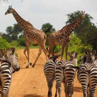 covid-tanzanie-visa
